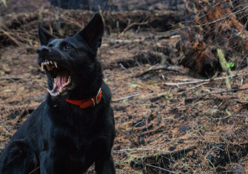 Putting the F in GTFO: A look into London’s outdoor sex culture